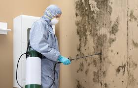 Best Black Mold Removal in Chilhowie, VA